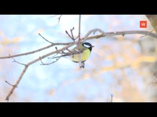 dobrynya: feed the birds in winter