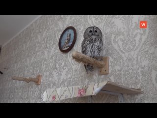 feathered predator sherwood lives in an ordinary city apartment