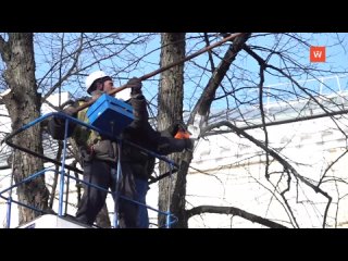 tree pruning continues