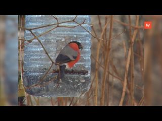 retrospective 2013: feed the birds - keep them alive