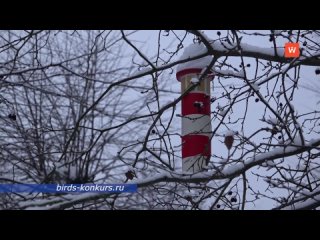 feed the birds in winter - and get a prize