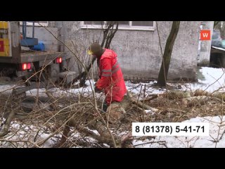 the state of trees in urban green areas is regularly monitored by specialists