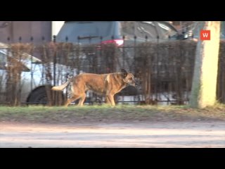 stray dogs in the leningrad region will be tested for aggression