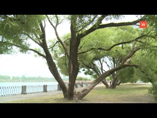 st. petersburg biologists will decide the fate of old trees on the embankment