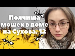 hordes of midges in the house on sukhova, 12