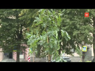 trees and shrubs are being planted in the garden square