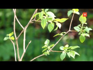 the action garden of remembrance takes place throughout the country