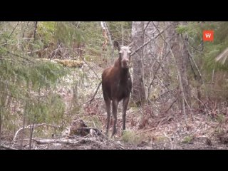 what did the forest giants forget on the road?