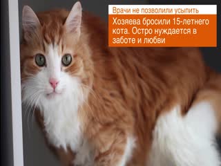 vyborg cats are looking for a home