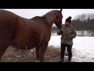 in the iraida shelter, horses are taught to trust people again