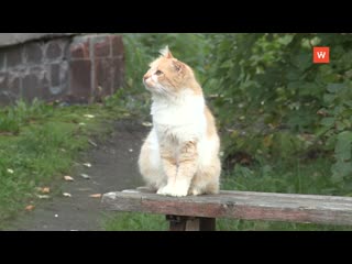 video clip october. primorsk. people and cats