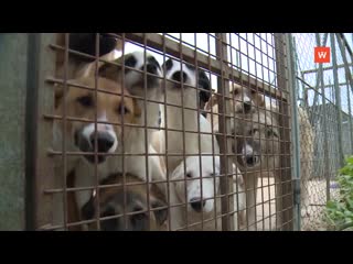 three hundred dogs live in a shelter for various reasons