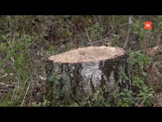 illegal logging revealed in vyborg