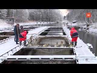 valuable fish launched into the rattlesnake lock