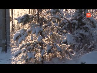 christmas tree for the new year can be cut down in the forest for free