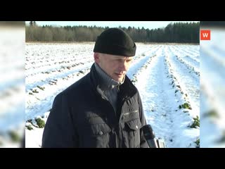 farmer yury vlasov is ready to feed the entire leningrad region with strawberries