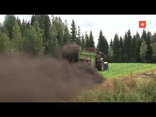 vyborgsky district dried hay in excess of the plan