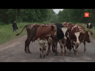 a field seminar for farmers was held in baryshevo