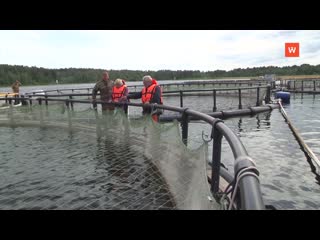 how vyborg fish farmers work