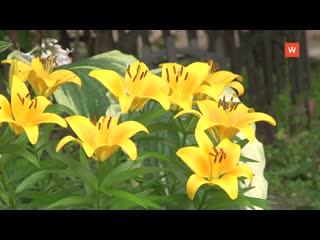 courtyard flower beds - the work of the townspeople