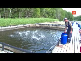 on the success of vyborg fish farmers