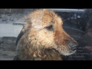 rescuers pull a dog out of the water in rainbow bay