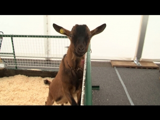 alpine goats were demonstrated by vyborg farmers at the agrorus fair