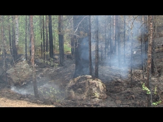 forest burning in monrepos park