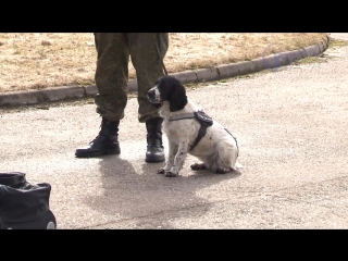 four-legged employees of the vyborg customs