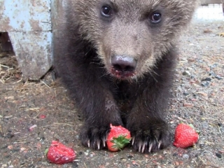 bear reeta feeds cubs that have left the den