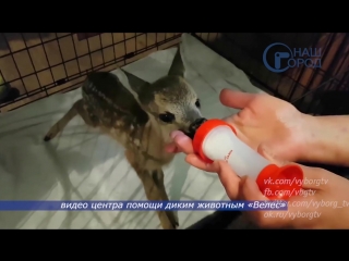 roe deer cub found near vyborg started gaining weight