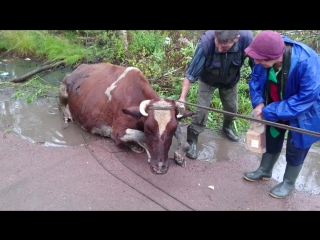 the cow in vyborg was saved by the whole world